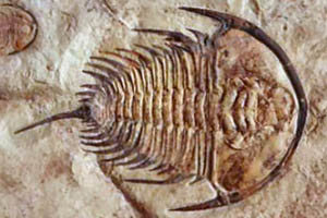 redlichiid fossil - Olenellus gilberti